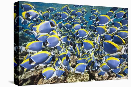 Powder Blue Tang (Acanthurus Leucosternon)-Reinhard Dirscherl-Premier Image Canvas