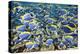 Powder Blue Tang (Acanthurus Leucosternon)-Reinhard Dirscherl-Premier Image Canvas