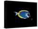 Powder Blue Tang-Durwood Coffey-Premier Image Canvas