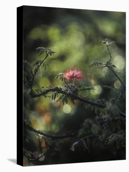 Powder Puff Shrub, Calliandra Tweedii, South America, Brazil-Andreas Keil-Premier Image Canvas