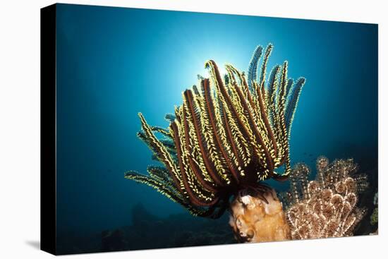 Prachthaarstern in the Reef, Oxycomanthus Bennetti, Ambon, the Moluccas, Indonesia-Reinhard Dirscherl-Premier Image Canvas