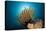 Prachthaarstern in the Reef, Oxycomanthus Bennetti, Ambon, the Moluccas, Indonesia-Reinhard Dirscherl-Premier Image Canvas