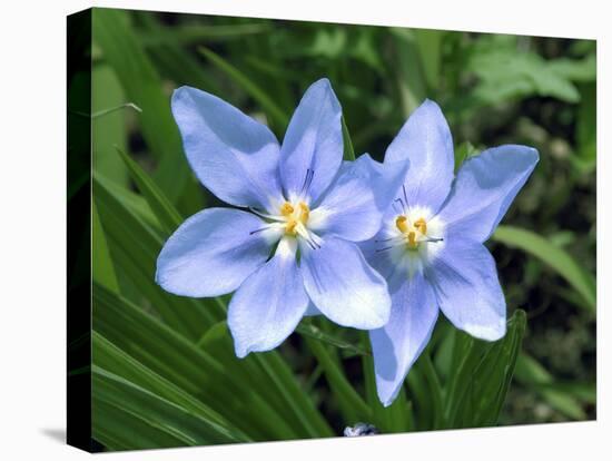 Prairie celestial, Nemastylis geminflora-Michael Scheufler-Premier Image Canvas