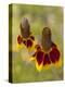 Prairie Coneflowers, Montana, USA-Chuck Haney-Premier Image Canvas