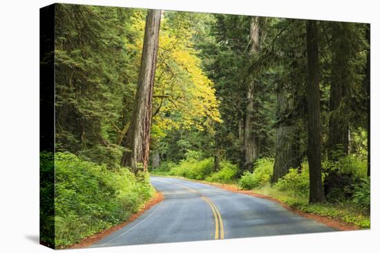 Prairie Creek area, Redwoods State Park, Coastal Redwoods, California, USA-Stuart Westmorland-Premier Image Canvas