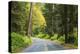 Prairie Creek area, Redwoods State Park, Coastal Redwoods, California, USA-Stuart Westmorland-Premier Image Canvas