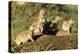 Prairie Dog Family in Theodore Roosevelt National Park, North Dakota, Usa-Chuck Haney-Premier Image Canvas