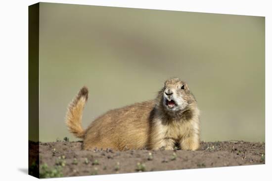 Prairie Dog in Theodore Roosevelt National Park-Paul Souders-Premier Image Canvas