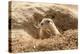 Prairie Dog-India1-Premier Image Canvas