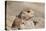 Prairie Dog-Gordon Semmens-Premier Image Canvas