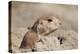 Prairie Dog-Gordon Semmens-Premier Image Canvas