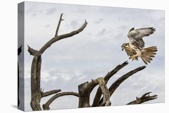 Prairie Falcon, Sonora Desert, Tucson, Arizona, Usa-Chuck Haney-Premier Image Canvas