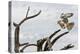 Prairie Falcon, Sonora Desert, Tucson, Arizona, Usa-Chuck Haney-Premier Image Canvas