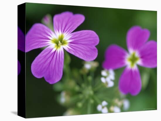 Prairie Flax, Linum Lewisii, Bielefeld, Germany-Thorsten Milse-Premier Image Canvas