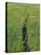 Prairie Footpath on Lewis and Clark's Route Near Mandan, North Dakota-null-Premier Image Canvas