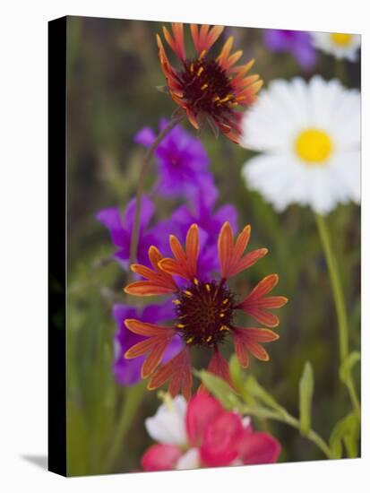 Prairie Gaillardia and Various Wildflowers, Texas, Usa-Julie Eggers-Premier Image Canvas