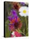 Prairie Gaillardia and Various Wildflowers, Texas, Usa-Julie Eggers-Premier Image Canvas