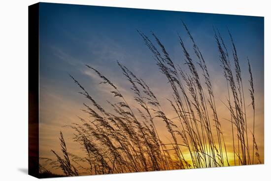 Prairie Grass Sunset-Steve Gadomski-Premier Image Canvas