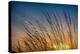 Prairie Grass Sunset-Steve Gadomski-Premier Image Canvas