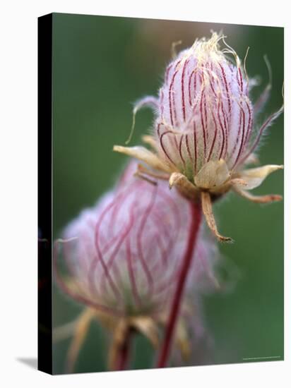 Prairie Smoke Wildflower-Chuck Haney-Premier Image Canvas