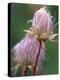 Prairie Smoke Wildflower-Chuck Haney-Premier Image Canvas