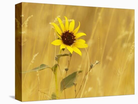 Prairie Sunflower at Palouse Falls State Park, Washington, USA-Chuck Haney-Premier Image Canvas