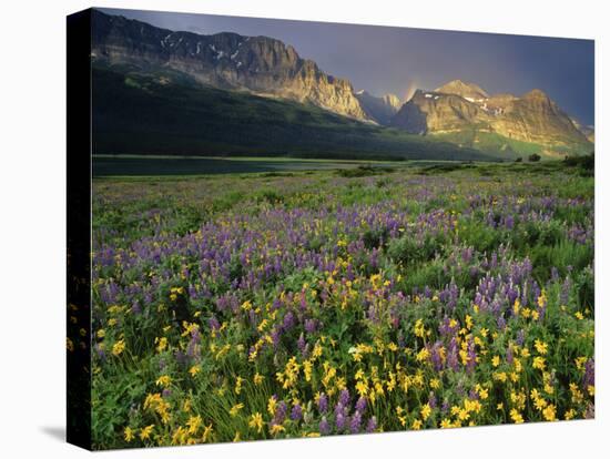 Prairie Wildflowers Near Lake Sherburne, Many Glacier Valley, Glacier National Park, Montana, USA-Chuck Haney-Premier Image Canvas