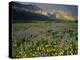 Prairie Wildflowers Near Lake Sherburne, Many Glacier Valley, Glacier National Park, Montana, USA-Chuck Haney-Premier Image Canvas