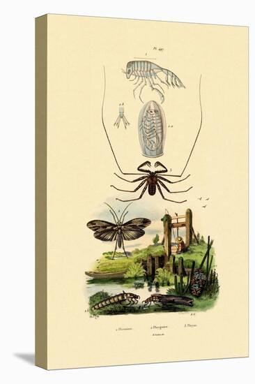 Pram Bug Amphipod, 1833-39-null-Premier Image Canvas