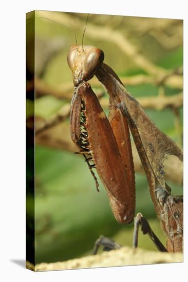 Praying Mantis, Brown, Tentacles, Spines, Portrait, Close-Up-Harald Kroiss-Premier Image Canvas