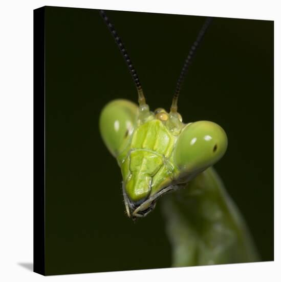 Praying Mantis Face-Papilio-Premier Image Canvas