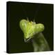 Praying Mantis Face-Papilio-Premier Image Canvas