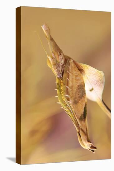 Praying Mantis, Female, Camouflage, Hunt, Attack Position, Portrait, Close-Up-Harald Kroiss-Premier Image Canvas