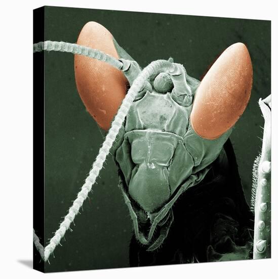 Praying Mantis Head-null-Premier Image Canvas