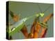 Praying Mantis on Orange Heliconia Flower-Papilio-Premier Image Canvas