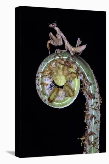 Praying mantis on plant, Sarapiqui, Costa Rica-Panoramic Images-Premier Image Canvas