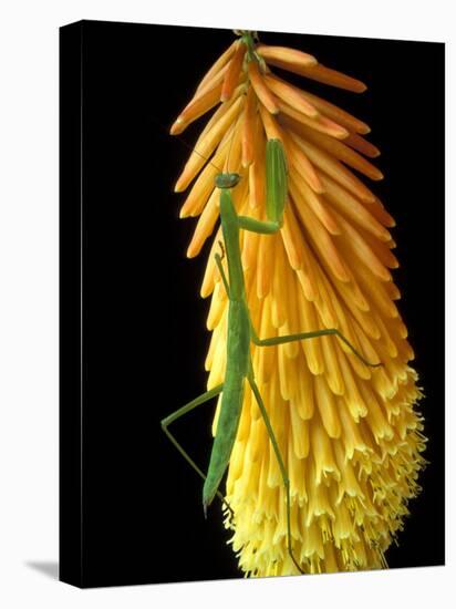 Praying Mantis on Red Hot Poker Plant, Rochester Hills, Michigan, USA-Claudia Adams-Premier Image Canvas