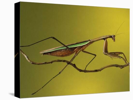 Praying Mantis on Twig, Rochester Hills, Michigan, USA-Claudia Adams-Premier Image Canvas