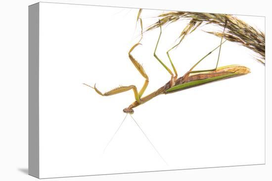 Praying Mantis on White Background, Marion County, Il-Richard and Susan Day-Premier Image Canvas