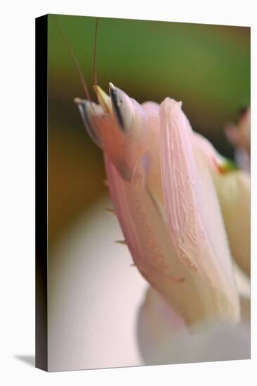 Praying Mantis, Orchid Mantis, Attack Position, Tentacles, Portrait, Close-Up-Harald Kroiss-Premier Image Canvas