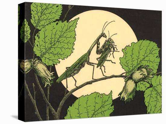 Praying Mantis with Grasshopper-null-Stretched Canvas