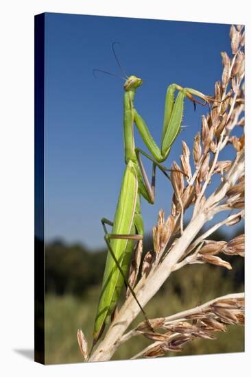 Praying Mantis-Paul Harcourt Davies-Premier Image Canvas