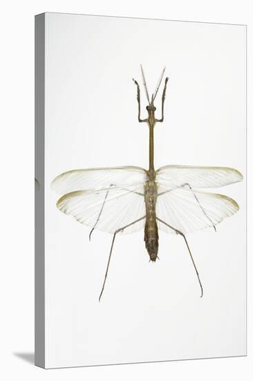 Praying Mantis-Lawrence Lawry-Premier Image Canvas