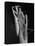 Praying Mantises-Margaret Bourke-White-Premier Image Canvas