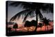 Pre Dawn Tropical Trees-Robert Goldwitz-Premier Image Canvas