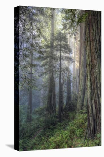 Precious Redwood Forest, California Coast-Vincent James-Premier Image Canvas