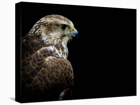 Predator-Doug Chinnery-Premier Image Canvas