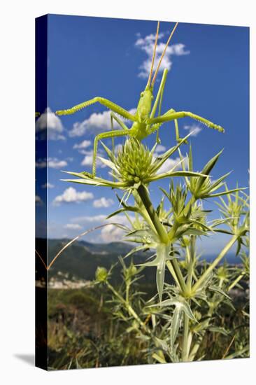 Predatory bush cricket waiting for prey on Eryngium, Italy. June. Vulnerable species-Emanuele Biggi-Premier Image Canvas