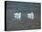 Preening Swans-Bruce Dumas-Premier Image Canvas