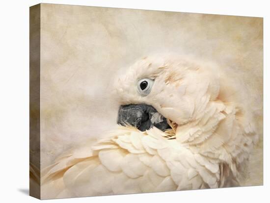 Preening Umbrella Cockatoo-Jai Johnson-Premier Image Canvas